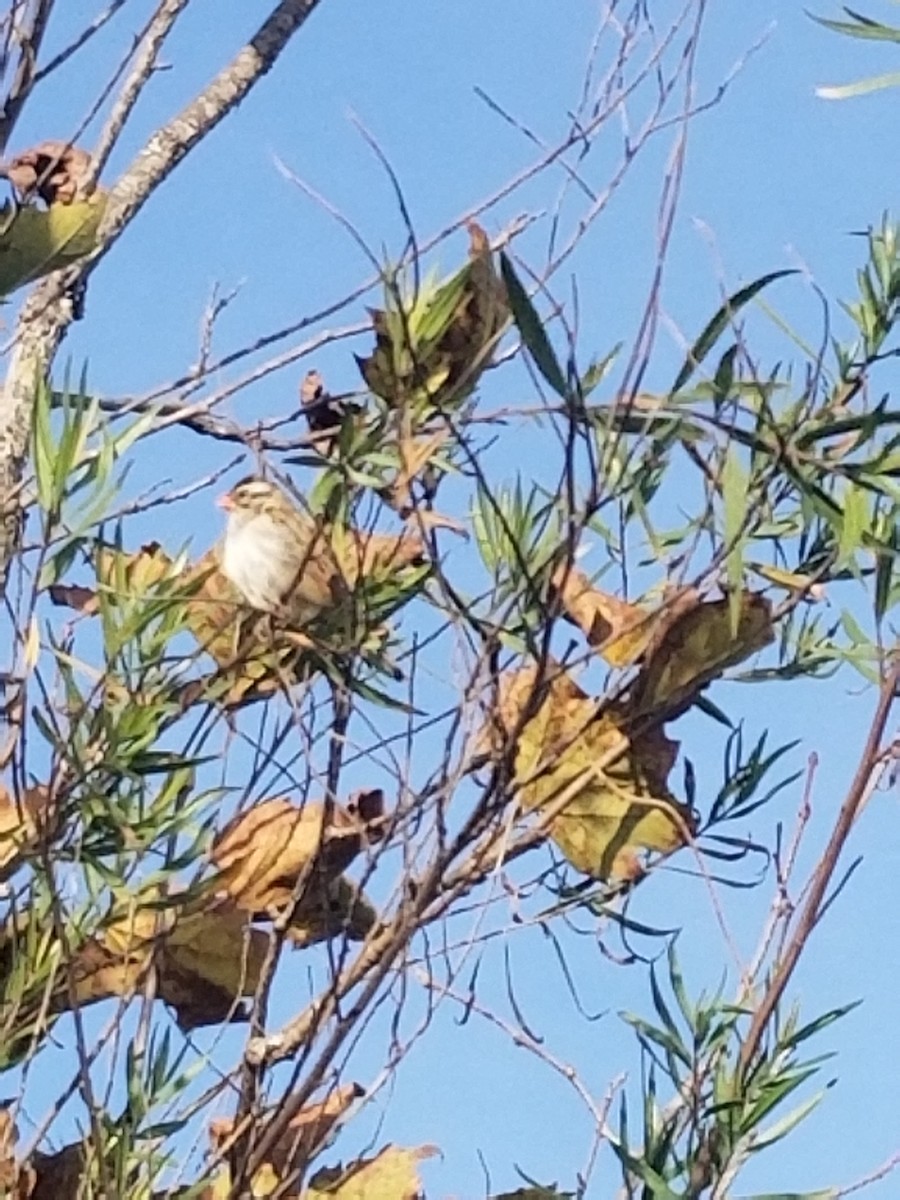 Pin-tailed Whydah - ML611883820