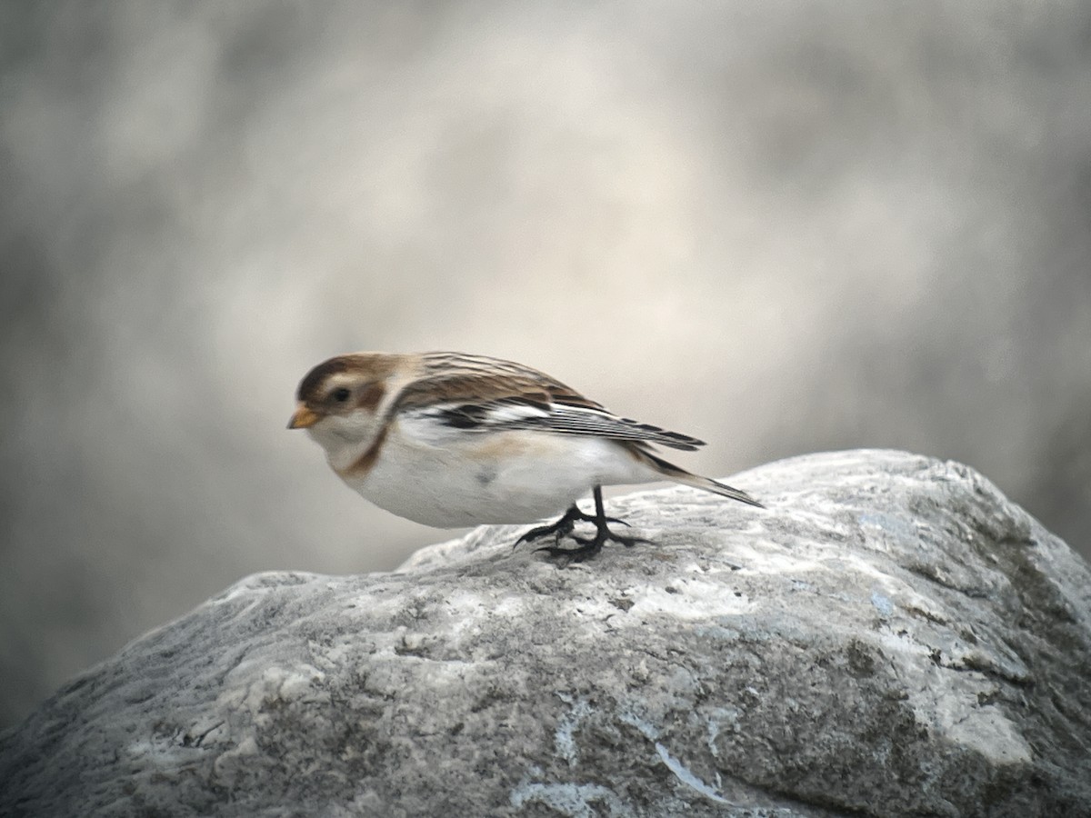 Snow Bunting - Daryl Bernard