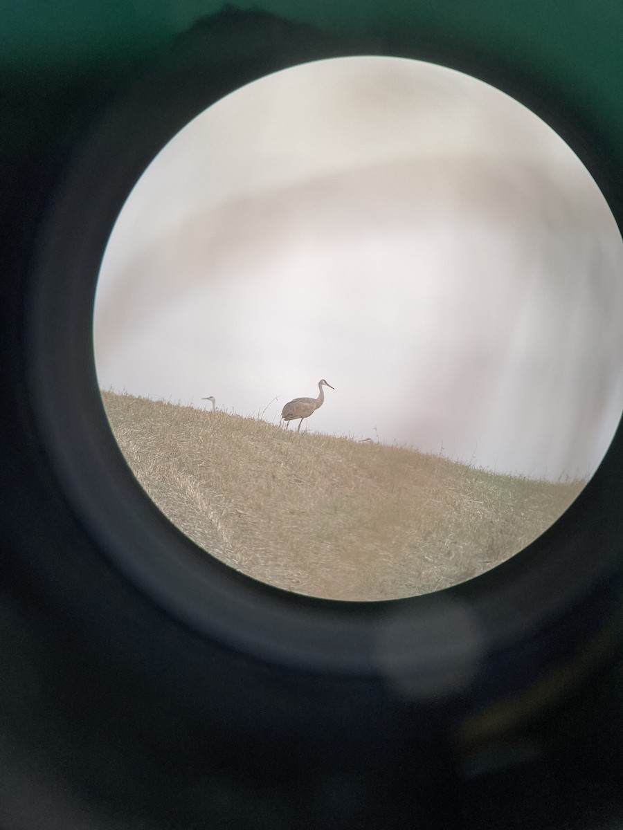 Sandhill Crane - ML611883883