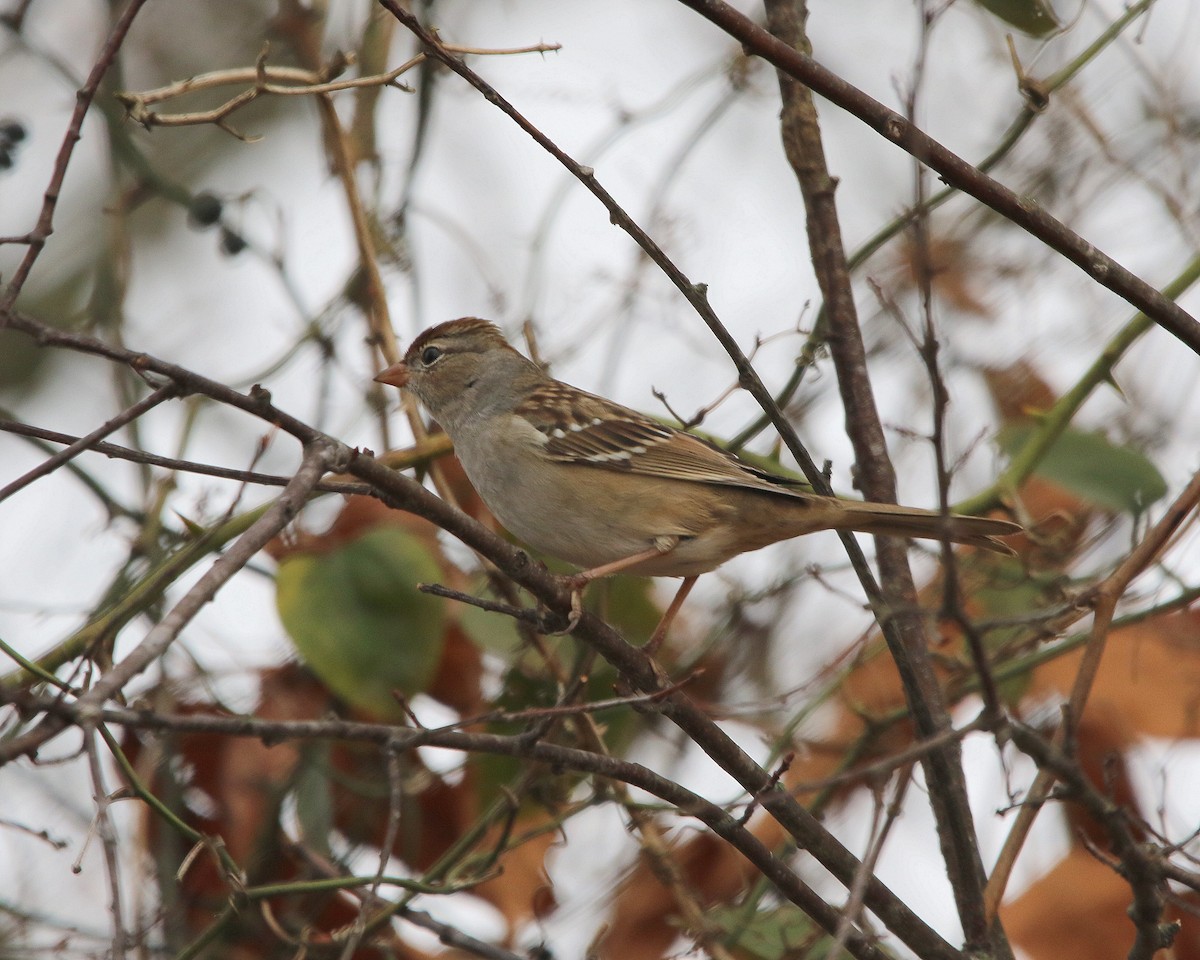 White-crowned Sparrow - ML611883886