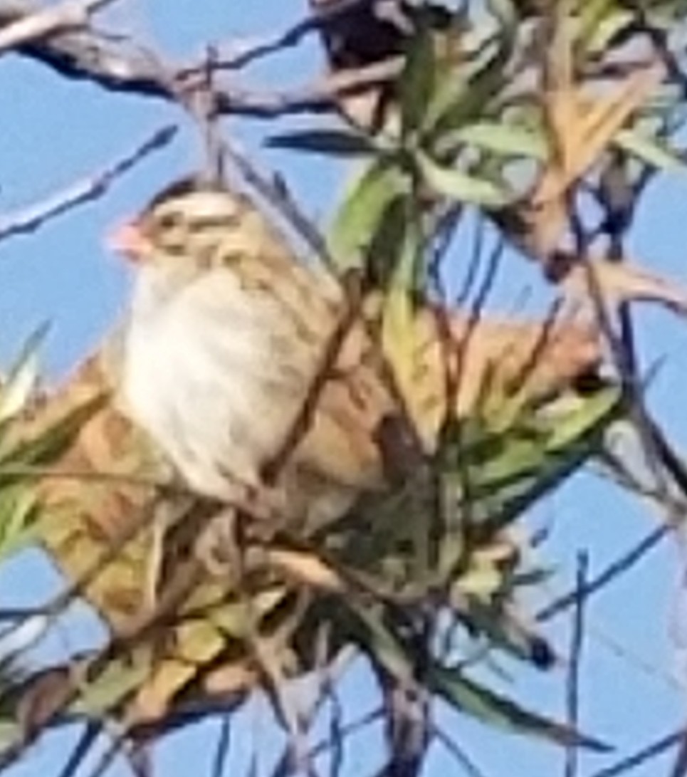 Pin-tailed Whydah - ML611883887