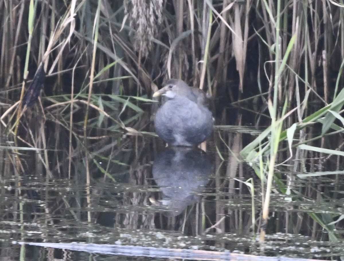 Gallinule d'Amérique - ML611883945