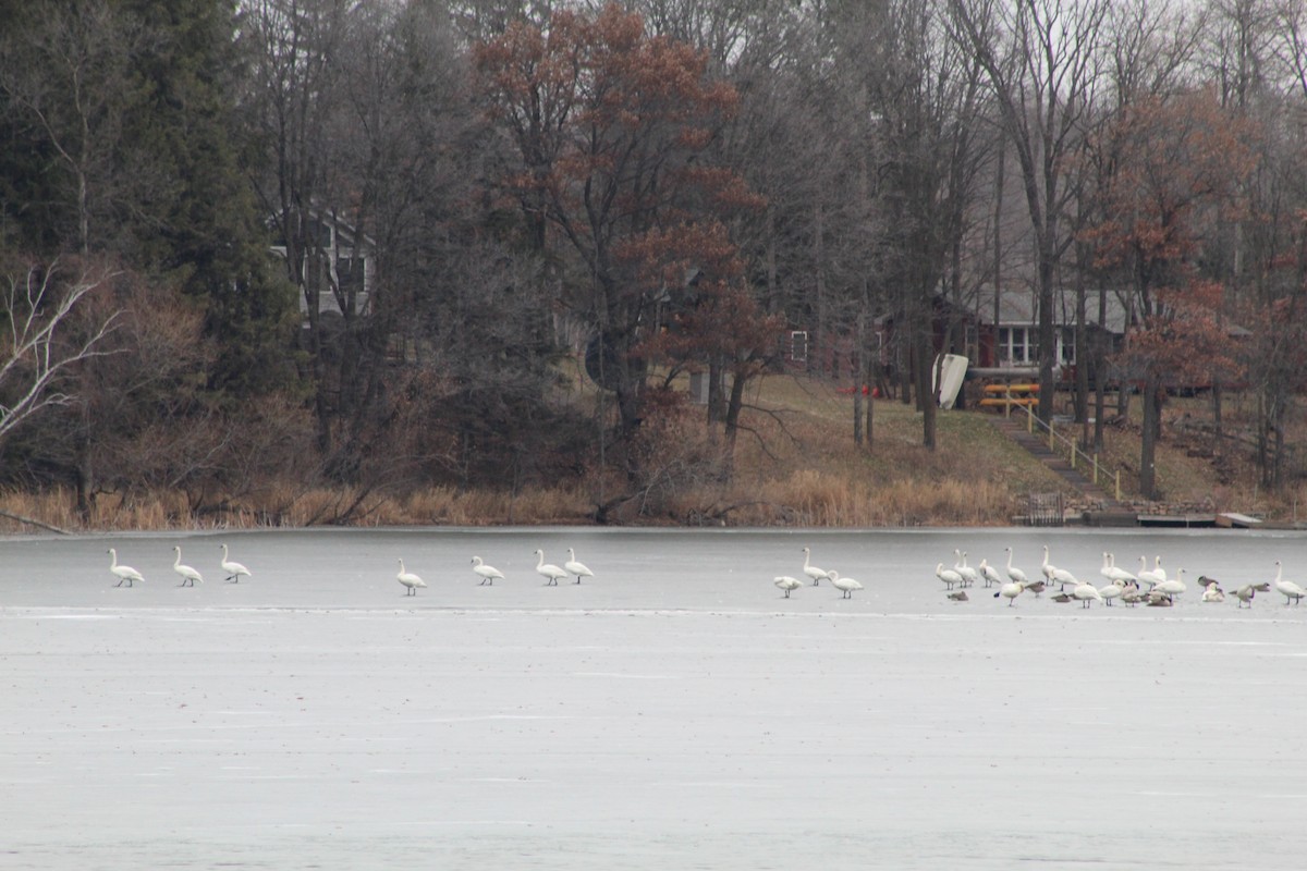 Trumpeter Swan - S Vendela