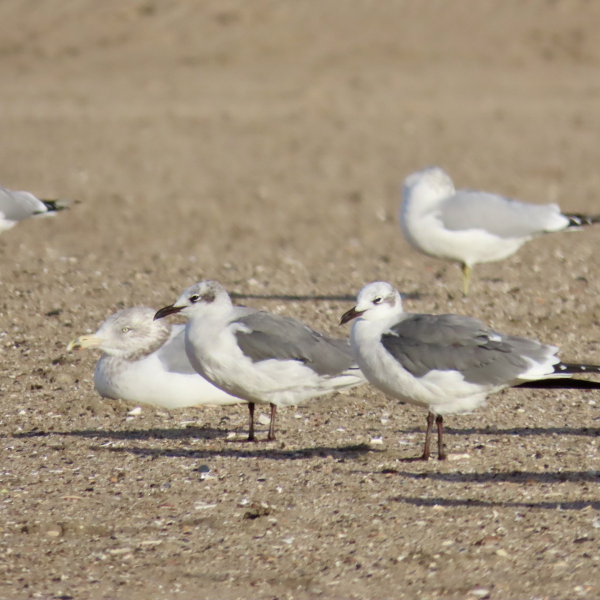 Laughing Gull - ML611884002