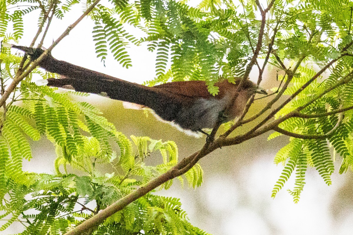 Squirrel Cuckoo - ML611884075