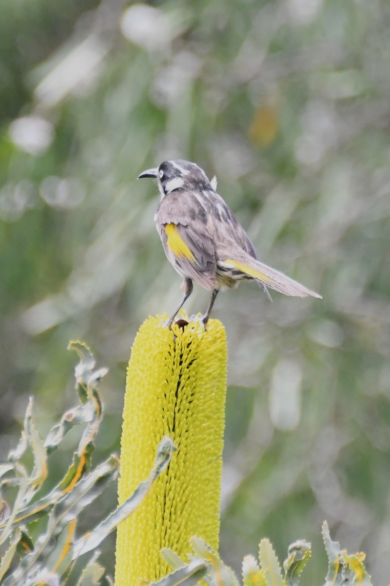 New Holland Honeyeater - ML611884099