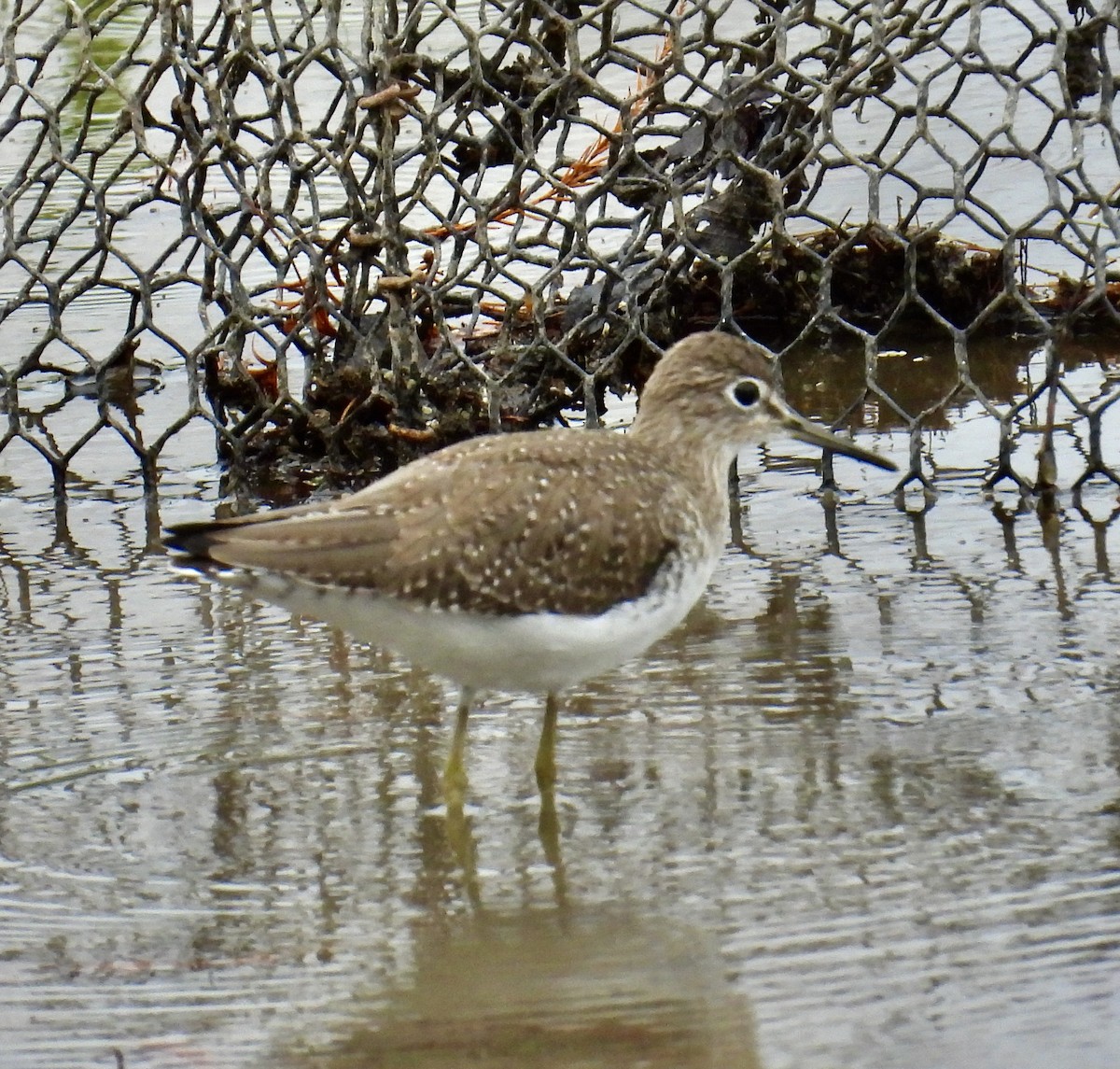 Solitary Sandpiper - ML611884143