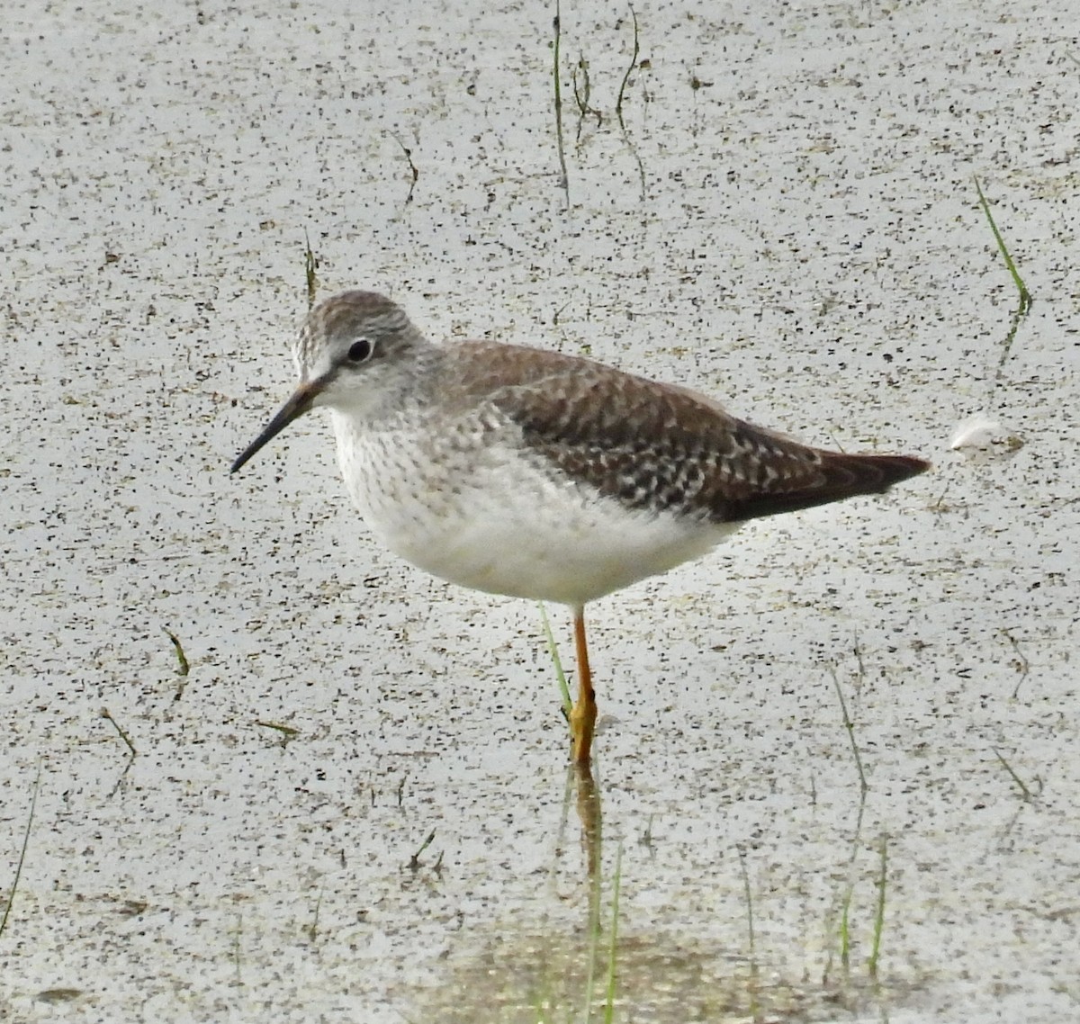 Lesser Yellowlegs - ML611884163