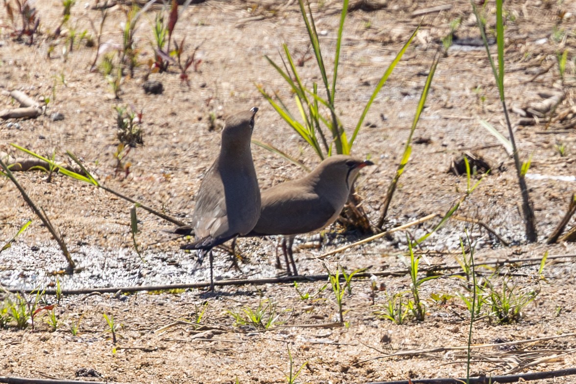 Collared Pratincole - ML611884184