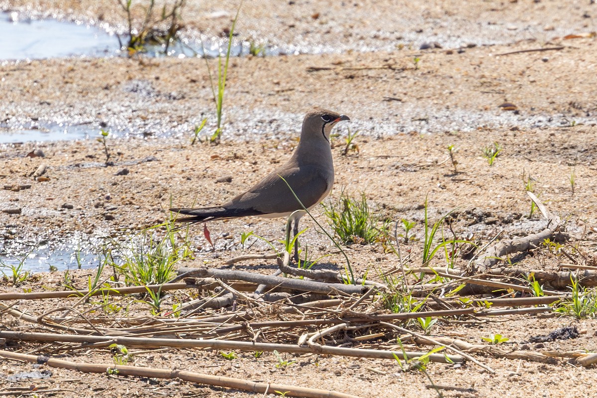 Collared Pratincole - ML611884185