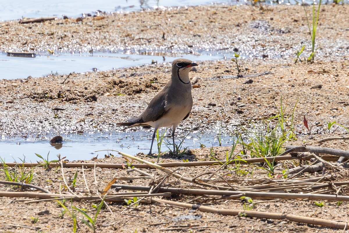 Collared Pratincole - ML611884186