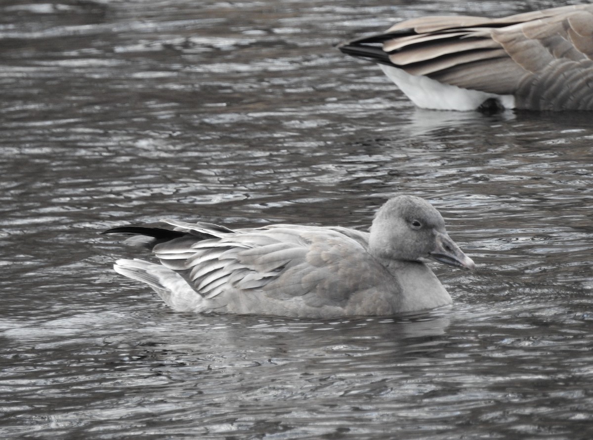 Snow Goose - ML611884213