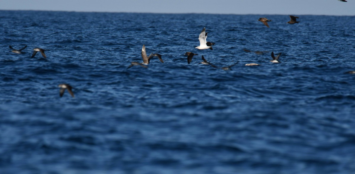 Parasitic Jaeger - ML611884272