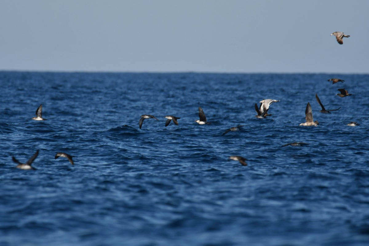 Parasitic Jaeger - ML611884273