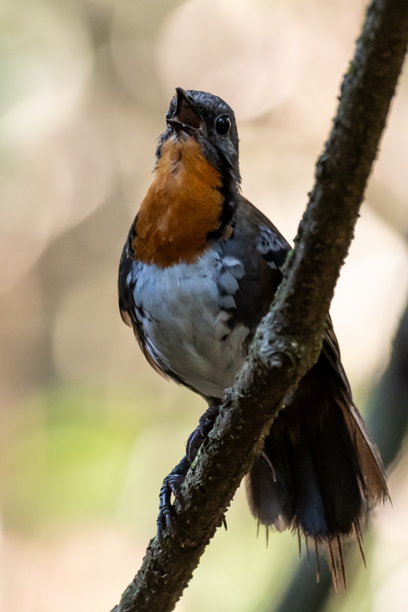 Australian Logrunner - ML611884336