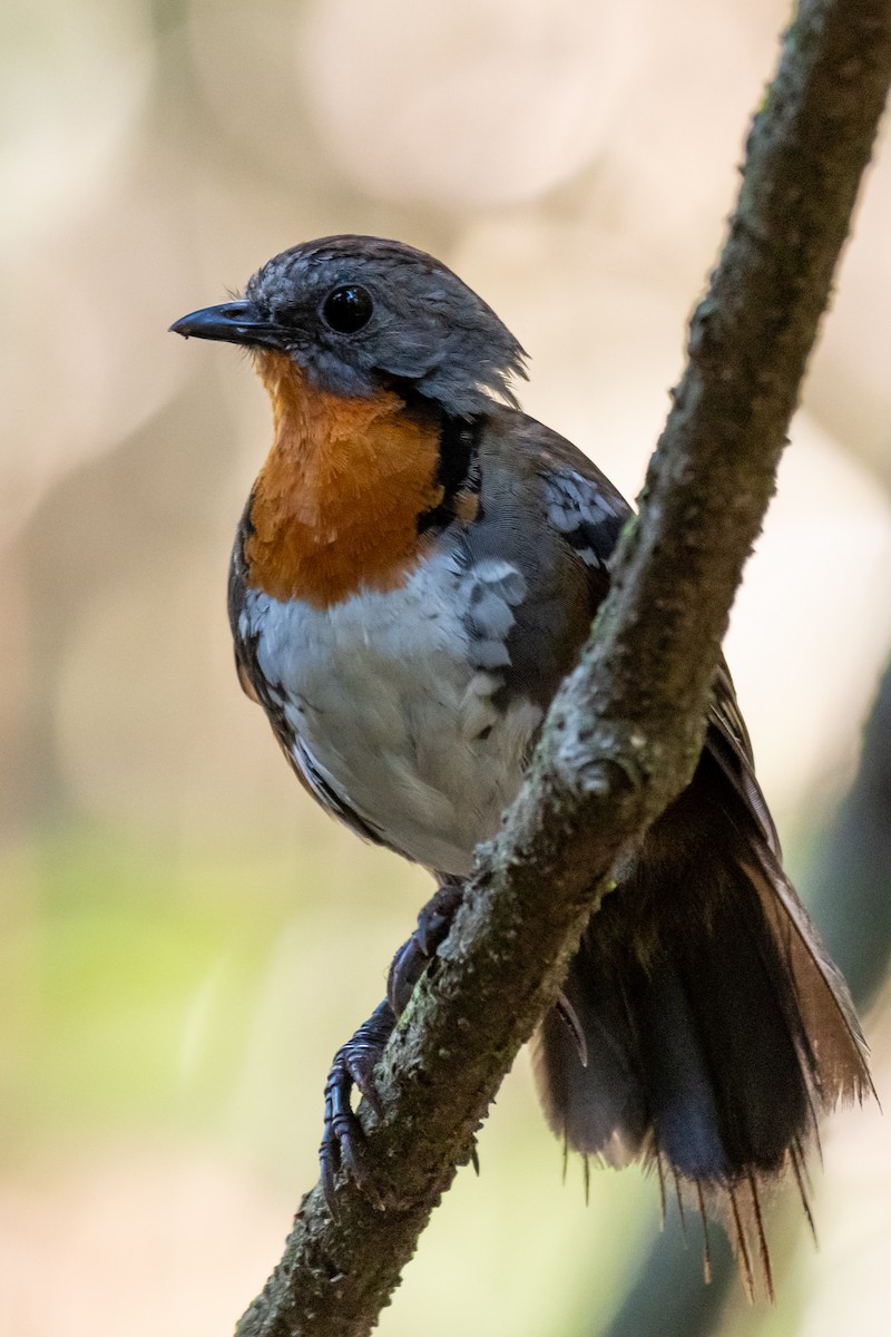 Australian Logrunner - ML611884337