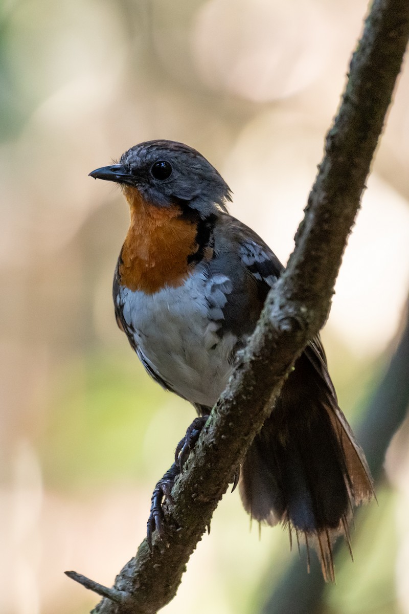 Australian Logrunner - ML611884338