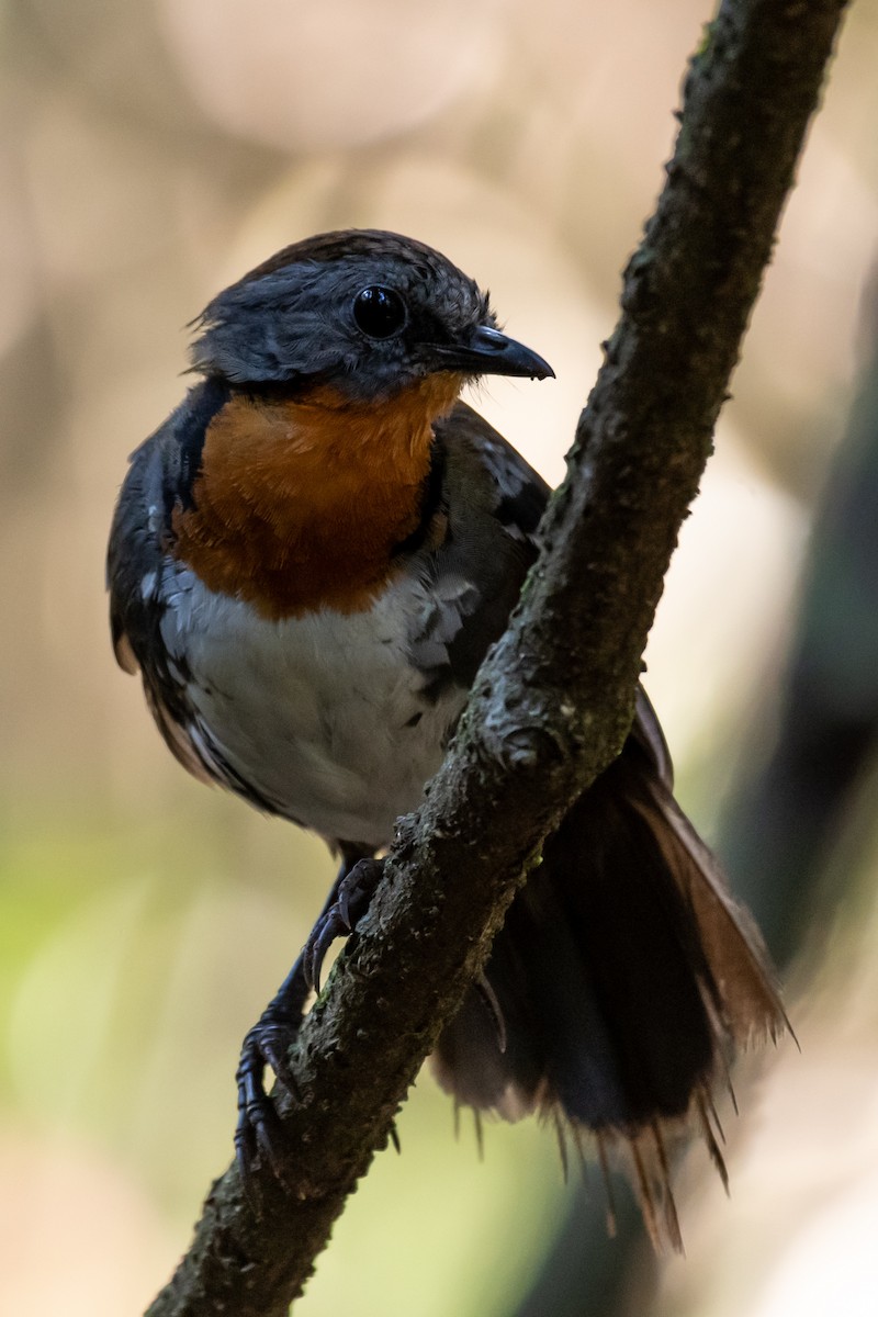 Australian Logrunner - ML611884339