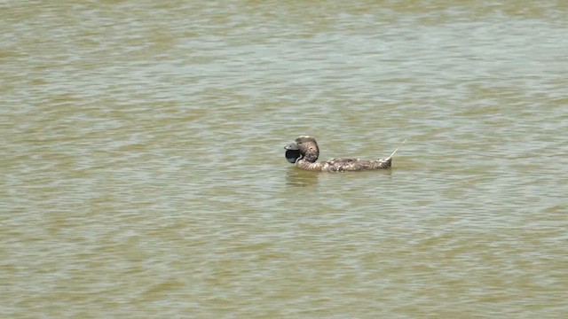 Musk Duck - ML611884429