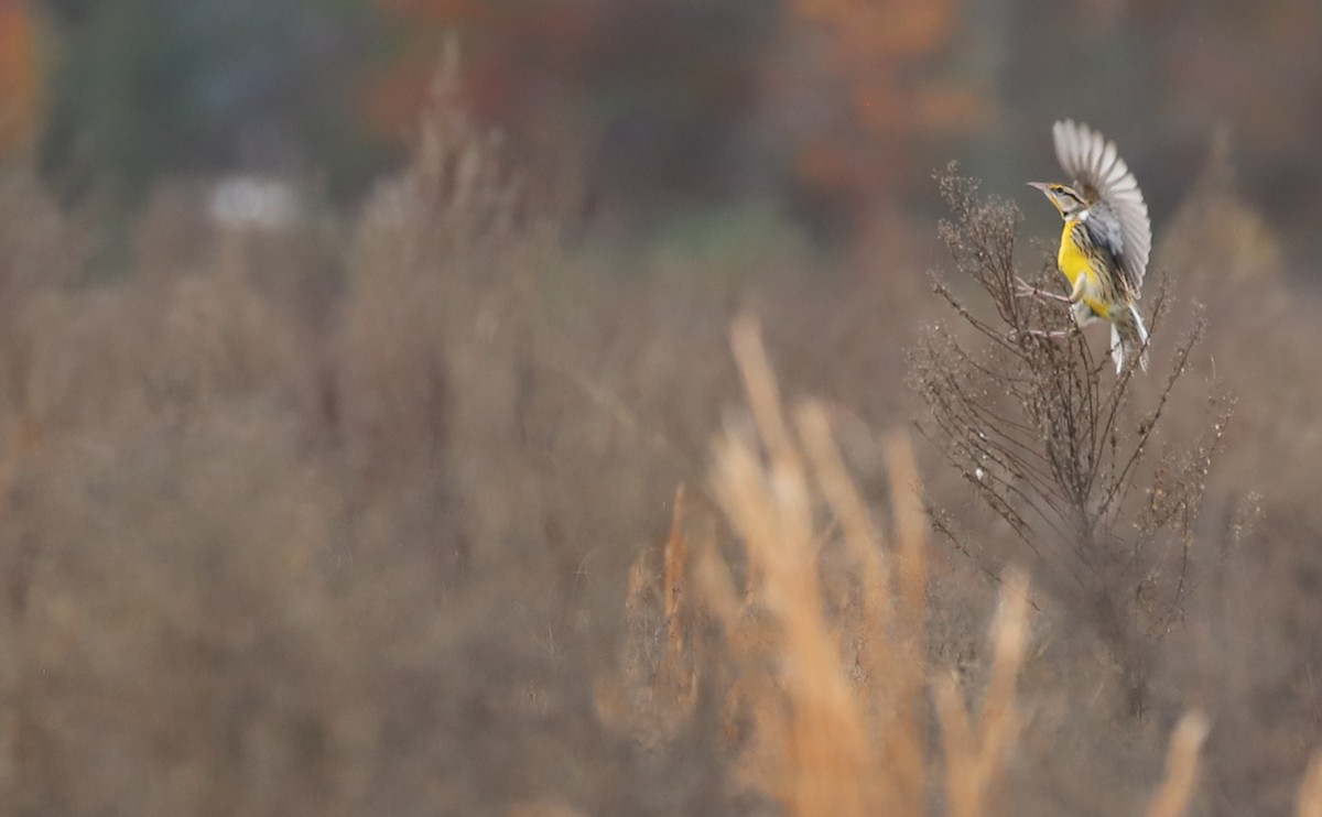 Eastern Meadowlark (Eastern) - Rob Bielawski