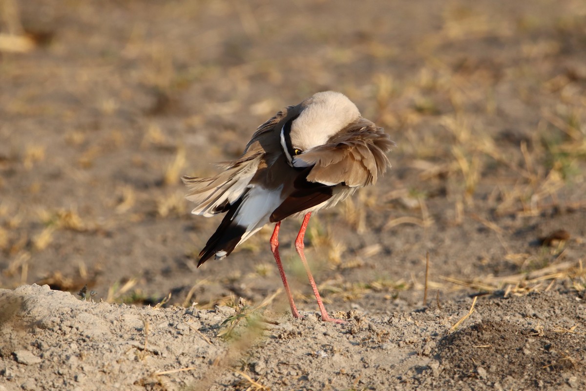Crowned Lapwing - ML611884549