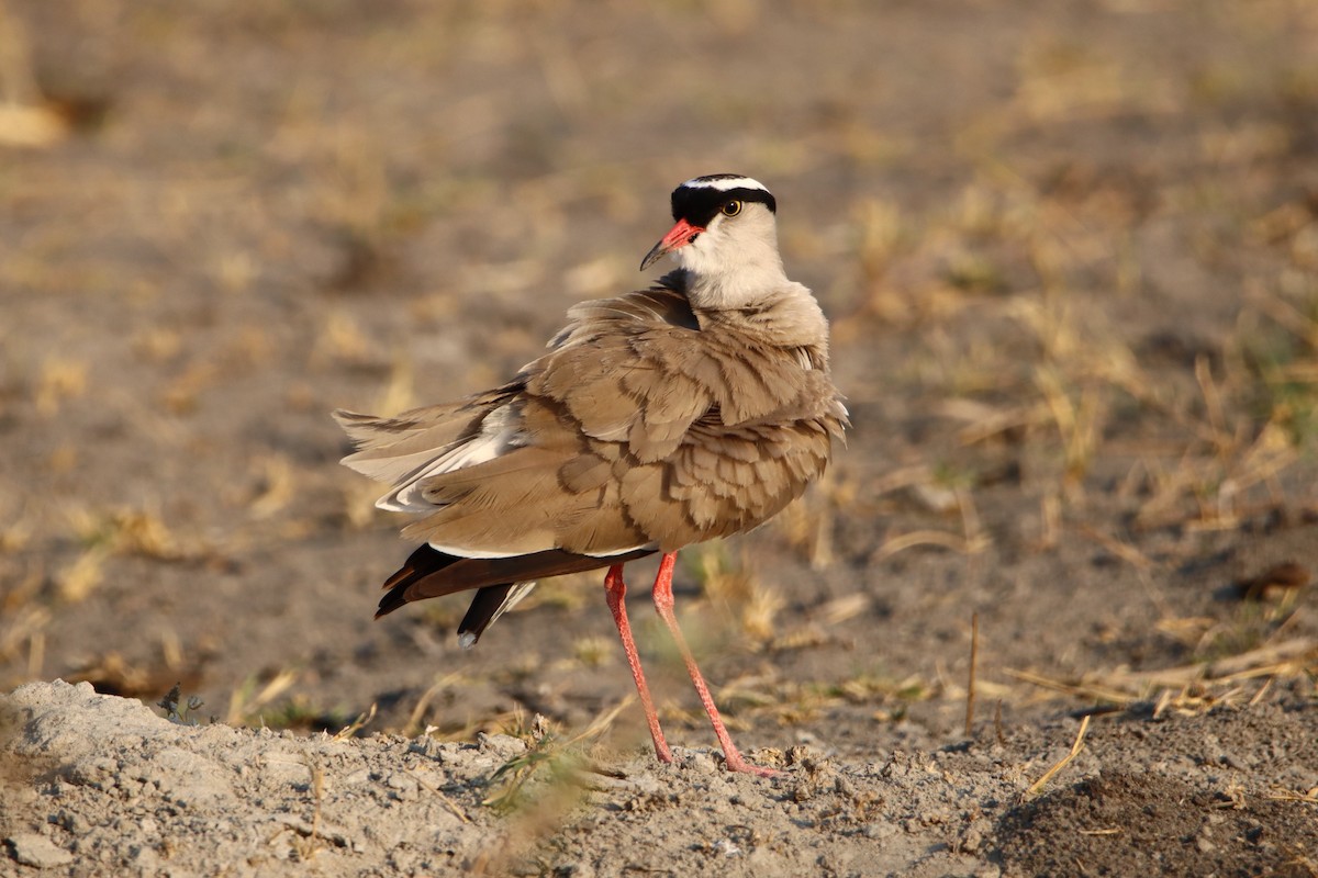 Crowned Lapwing - ML611884550