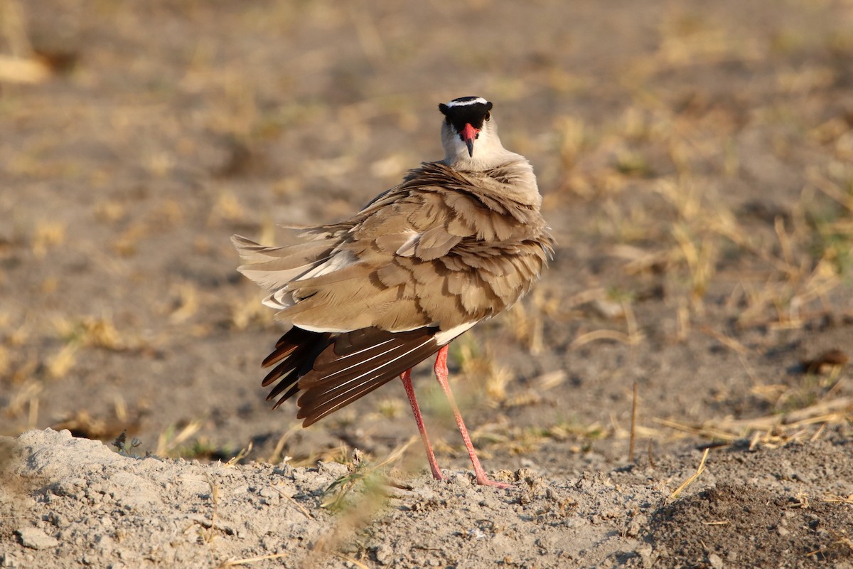 Crowned Lapwing - ML611884551