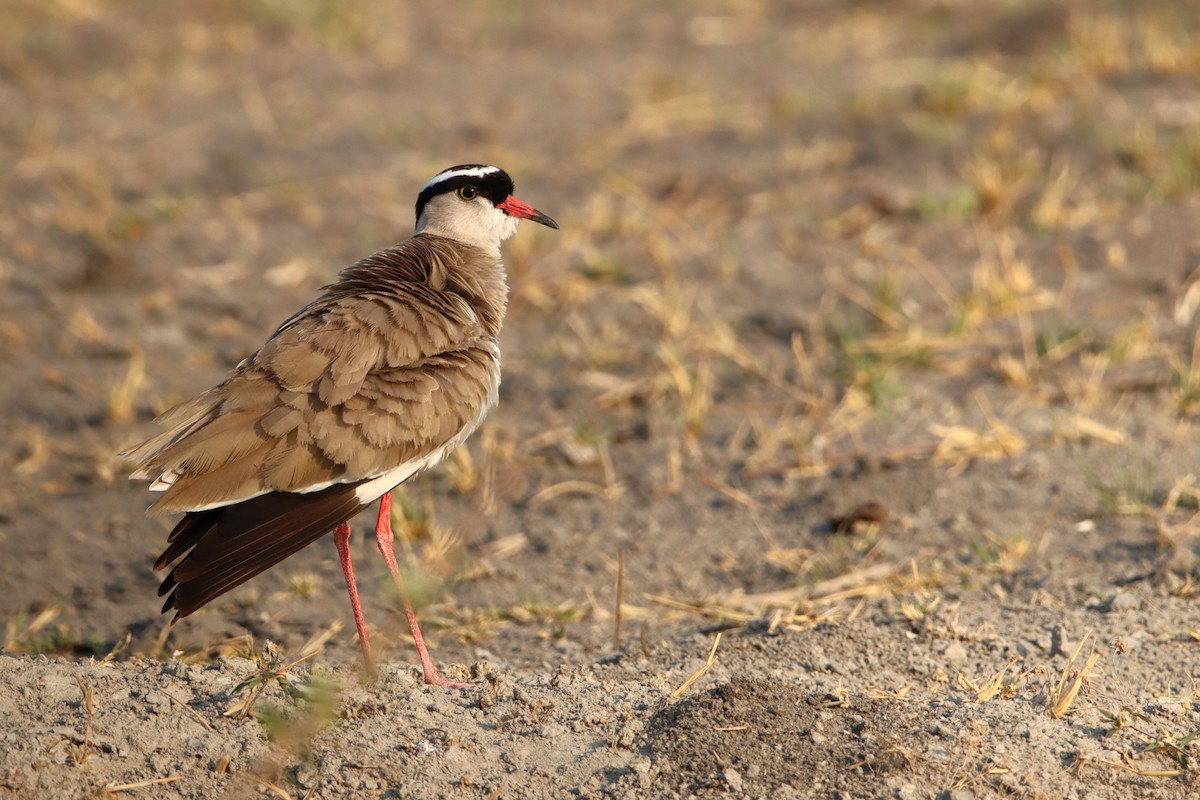 Crowned Lapwing - ML611884552