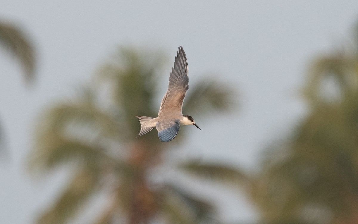 White-cheeked Tern - Emmanuel Naudot