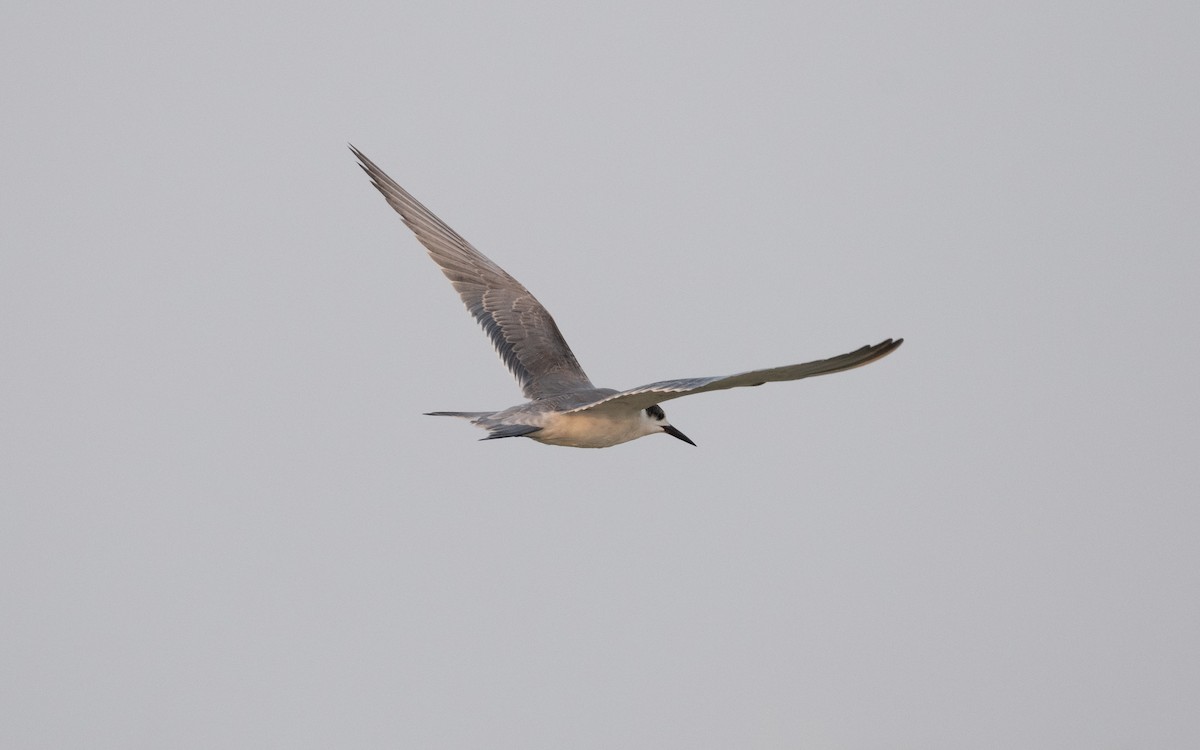 White-cheeked Tern - Emmanuel Naudot