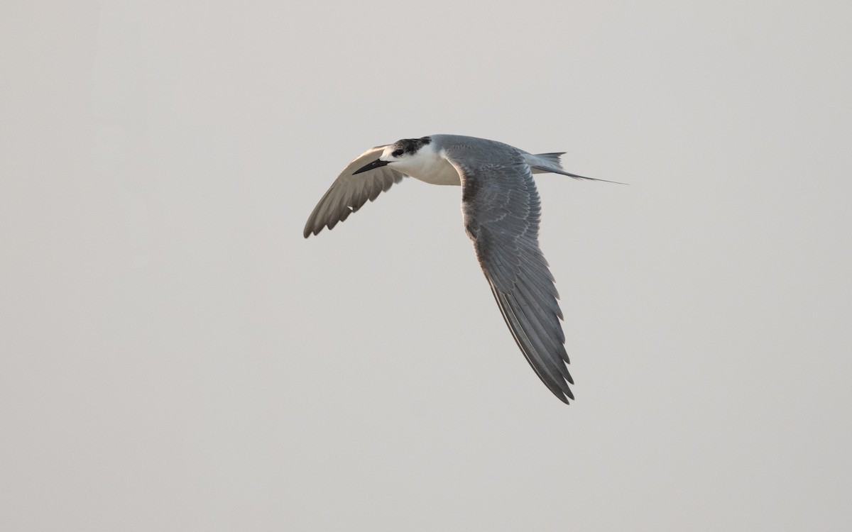 White-cheeked Tern - Emmanuel Naudot