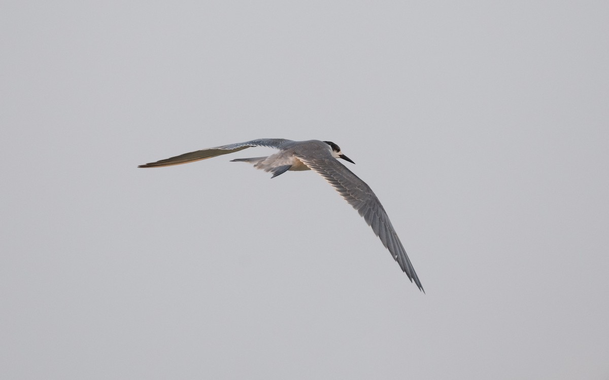 White-cheeked Tern - Emmanuel Naudot