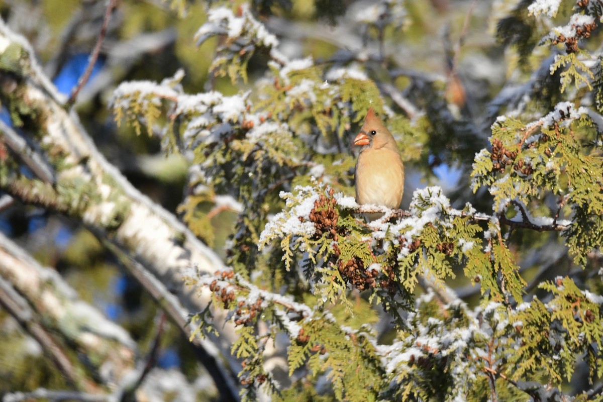 Northern Cardinal - ML611884699