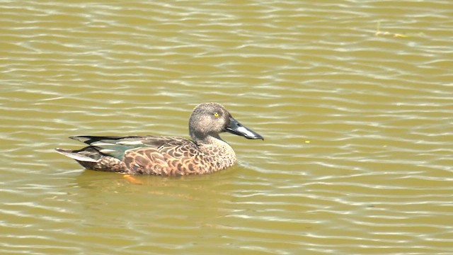 Australasian Shoveler - ML611884813