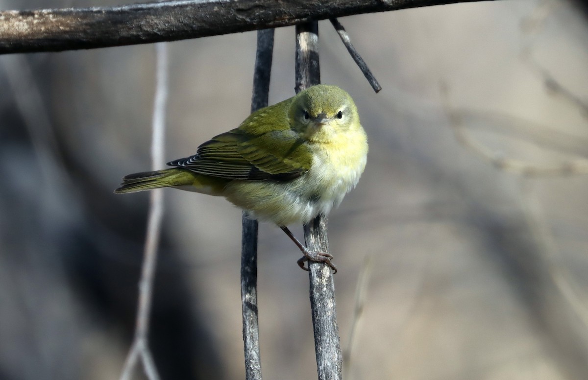 Tennessee Warbler - John Drummond