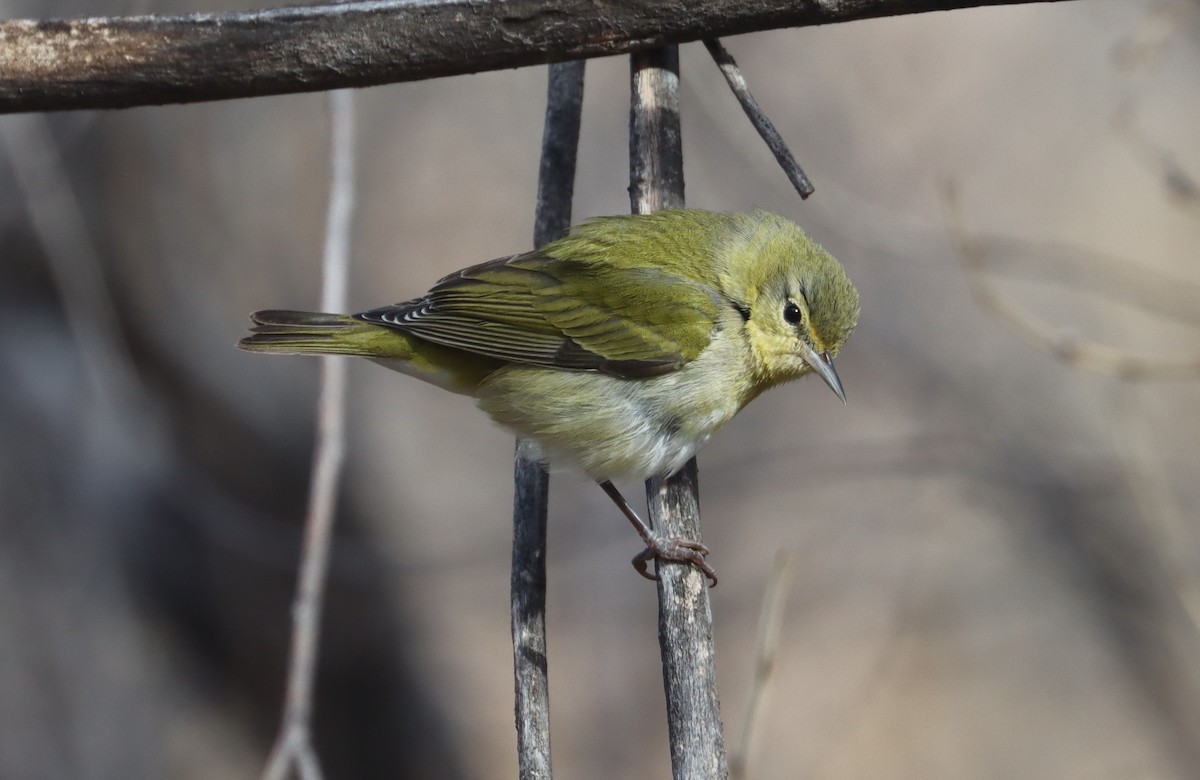 Tennessee Warbler - ML611884834