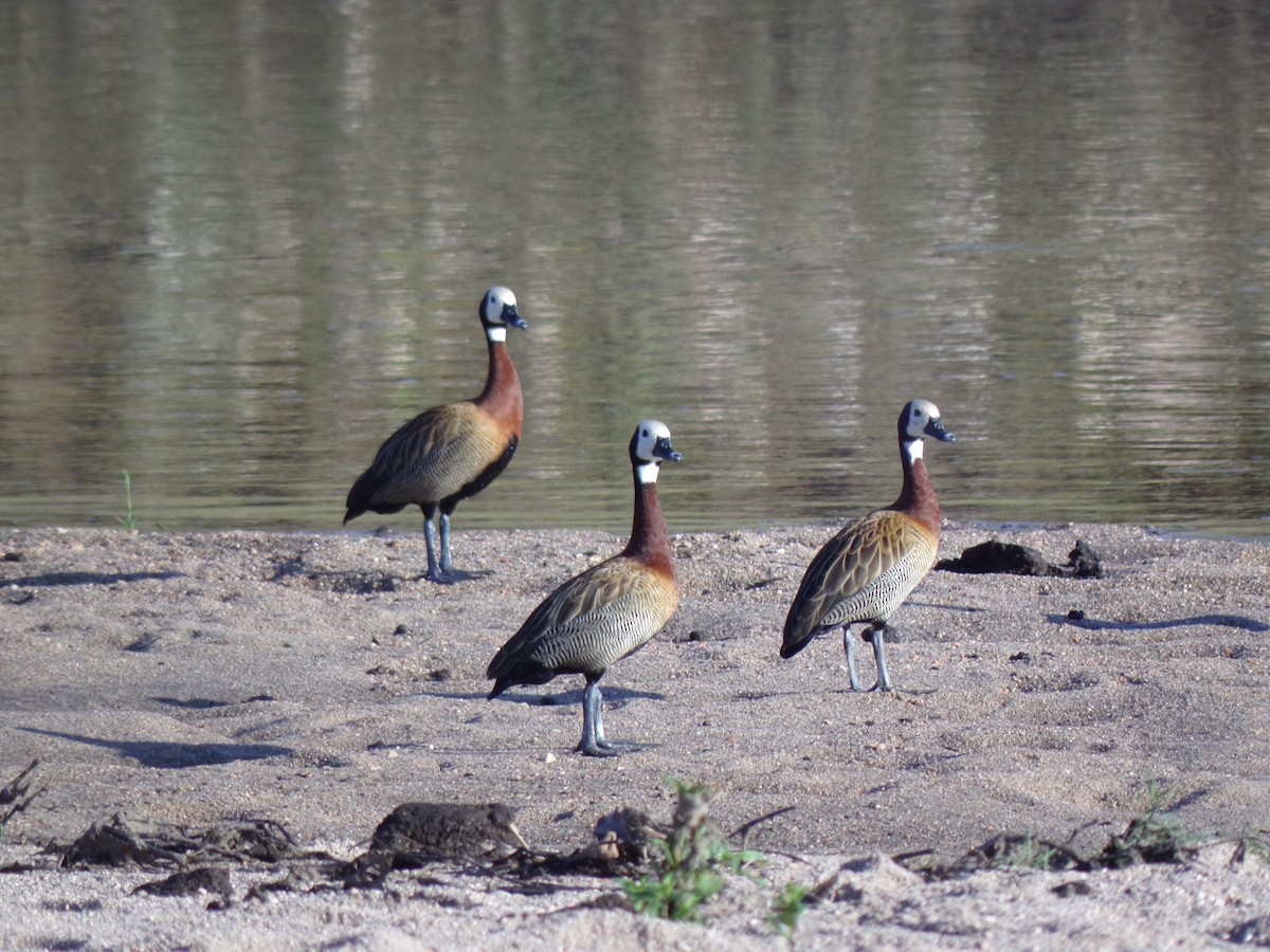 White-faced Whistling-Duck - ML611884857