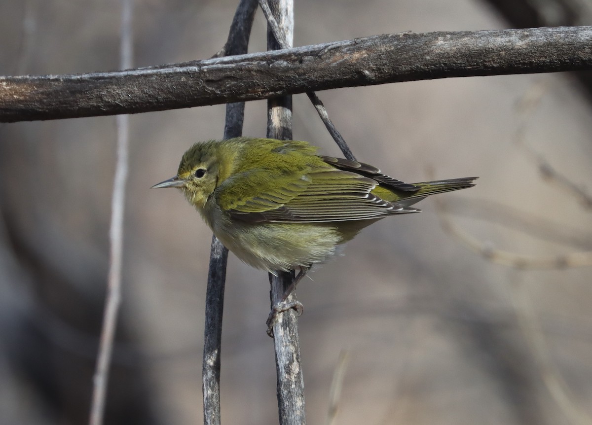 Tennessee Warbler - ML611884866