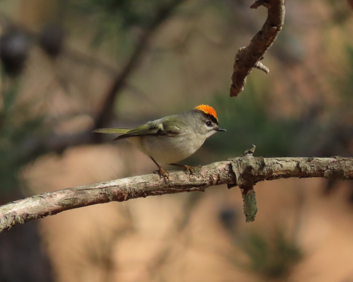 Golden-crowned Kinglet - ML611884881