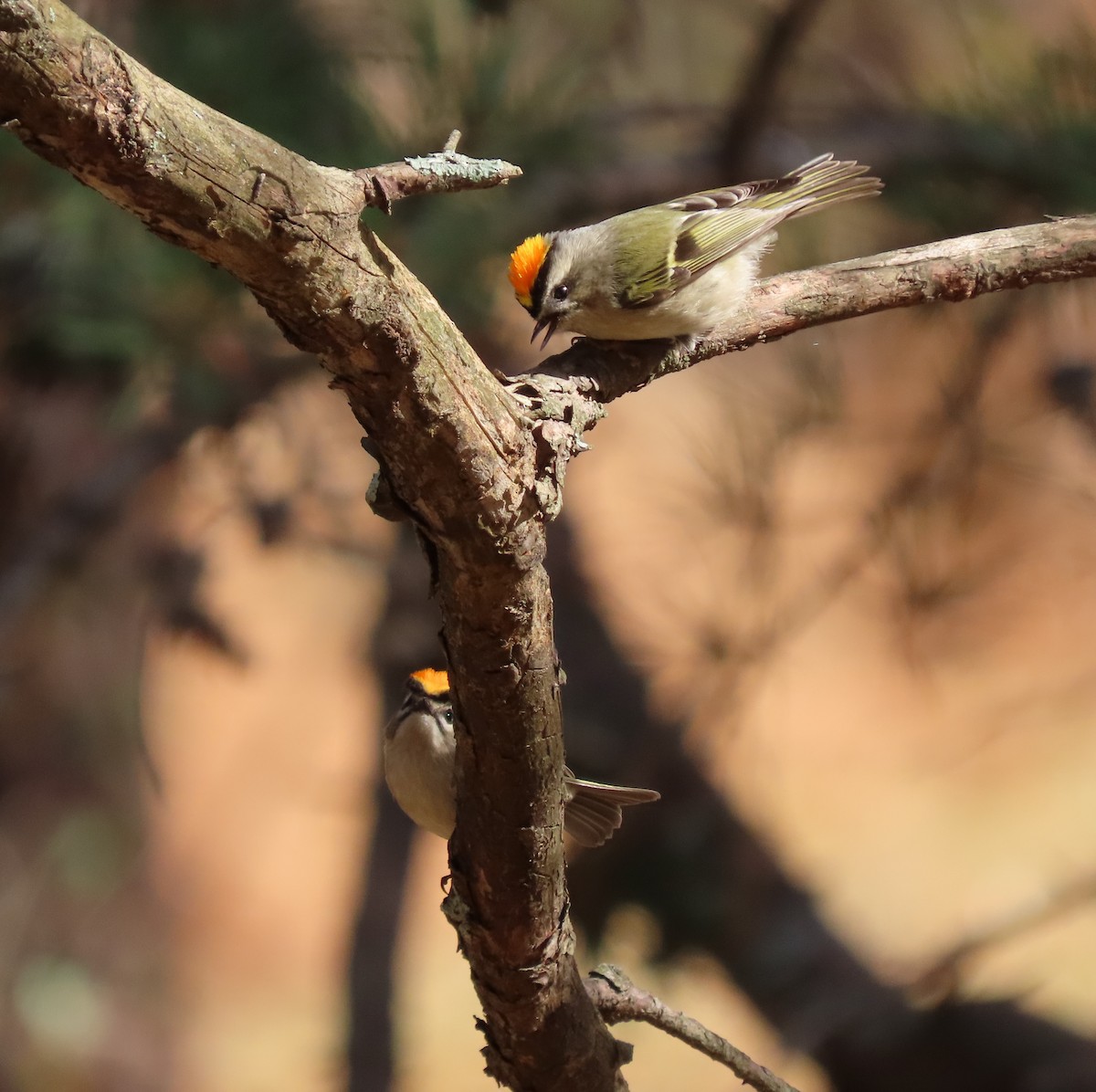 Golden-crowned Kinglet - ML611884882