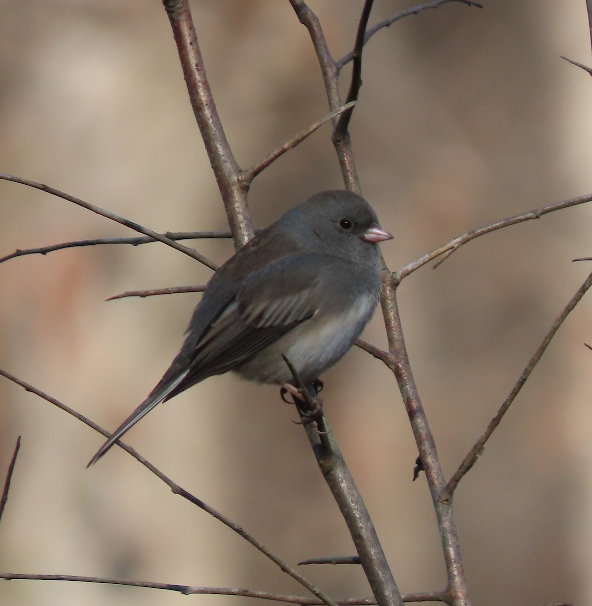 Dark-eyed Junco - ML611884891