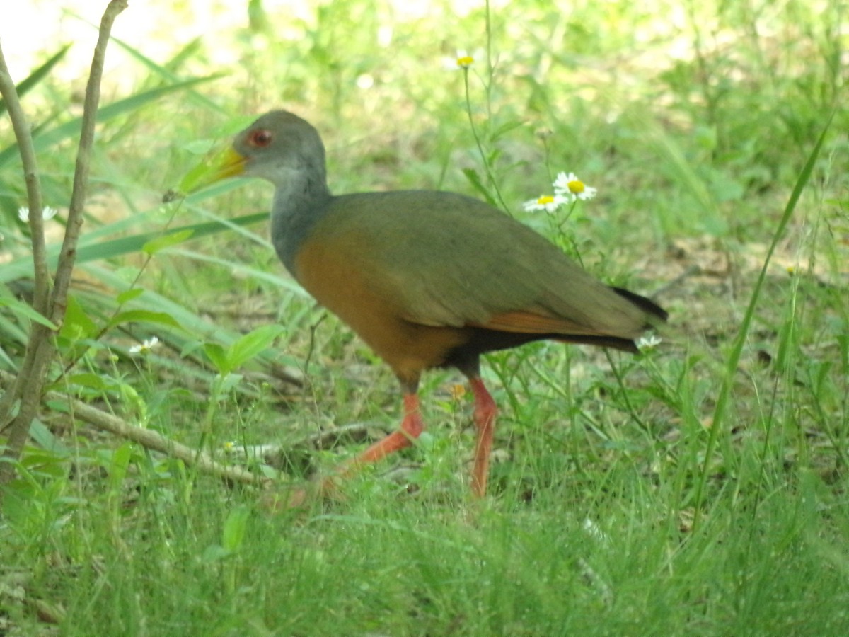 Gray-cowled Wood-Rail - ML611884921