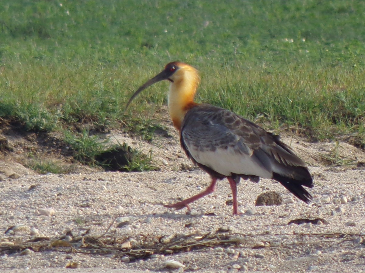 ibis bělokřídlý - ML611884926