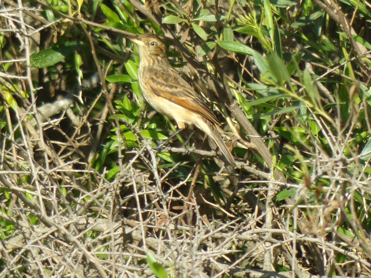 Spectacled Tyrant - ML611884940