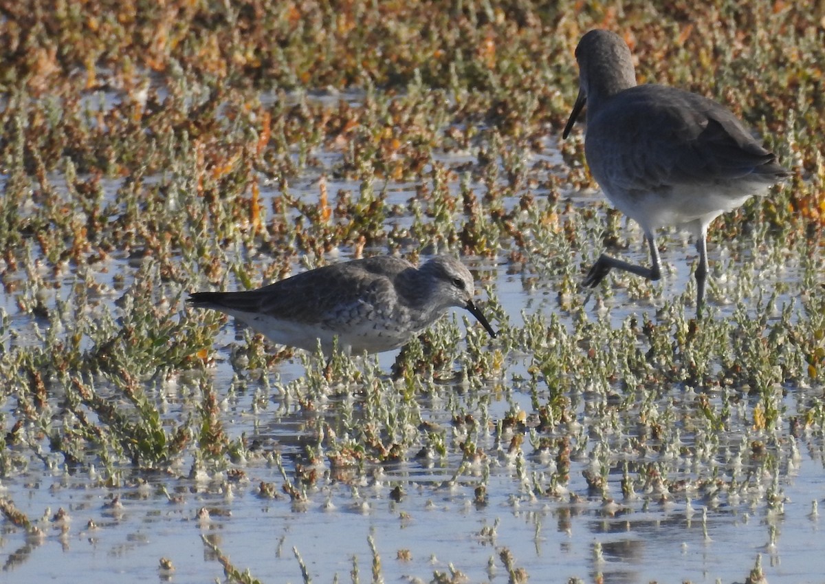 Red Knot - ML611884943