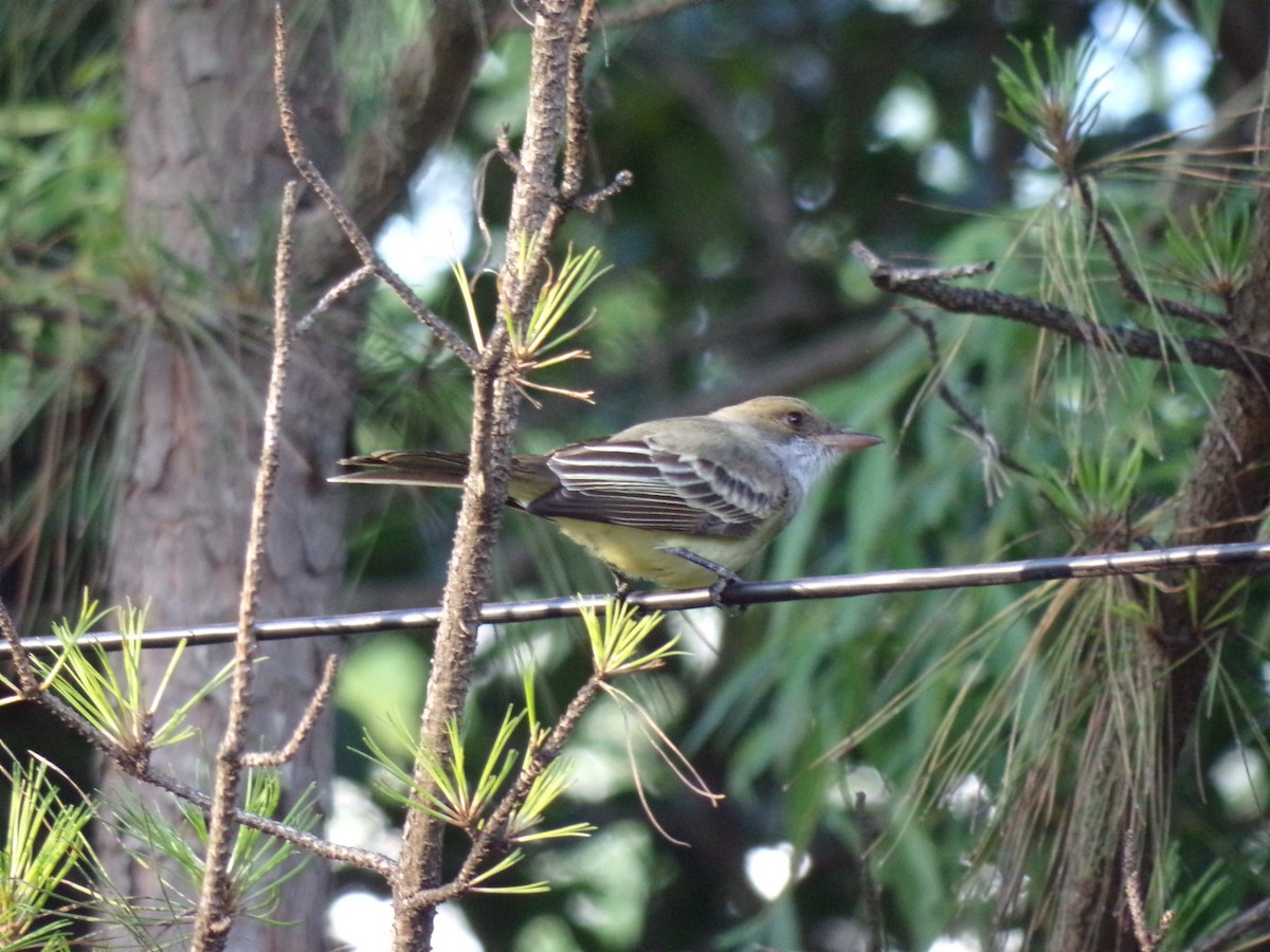 Swainson's Flycatcher - ML611884947