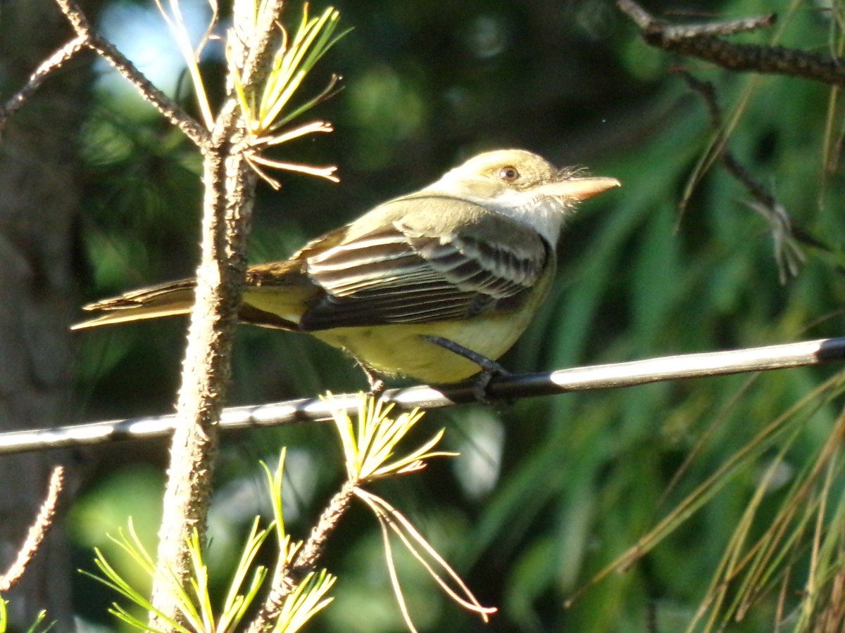 Swainson's Flycatcher - ML611884948