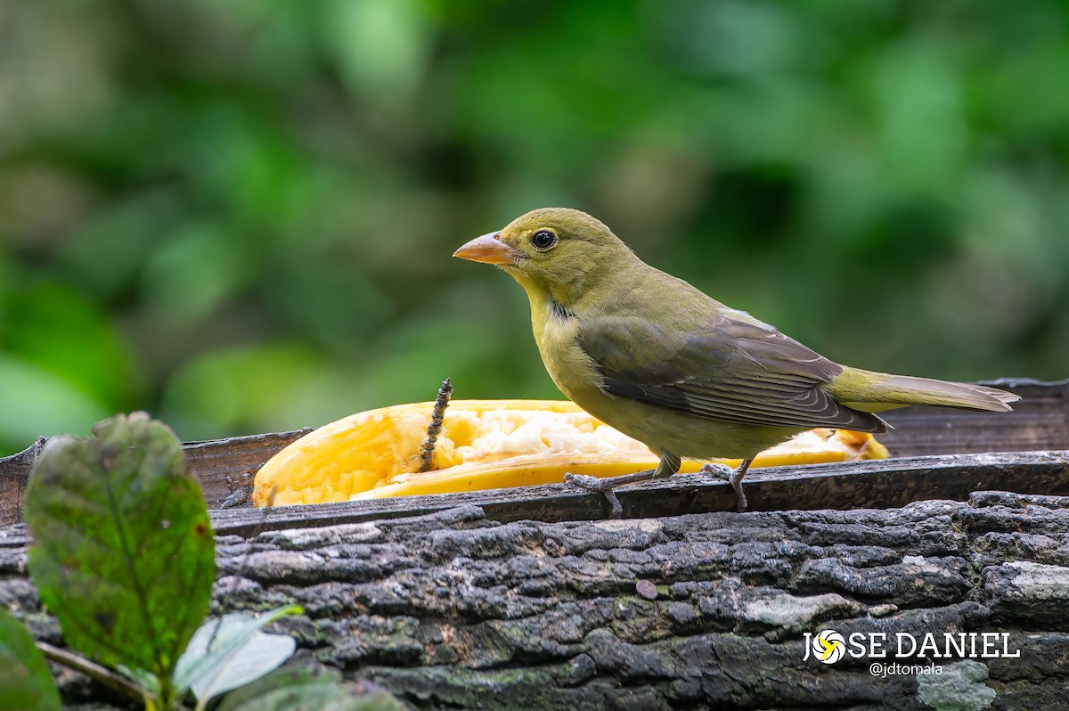 Scarlet Tanager - ML611884960