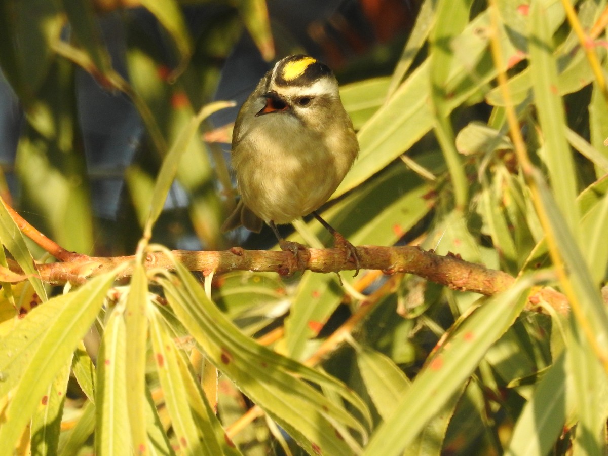 Golden-crowned Kinglet - ML611884979