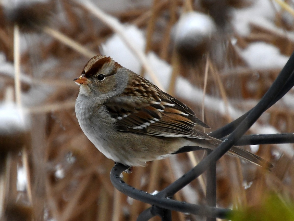 White-crowned Sparrow - ML611885030